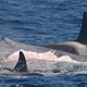 The orcas bit off chunks of skin and blubber from the blue whale.